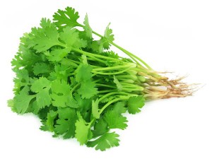 coriander