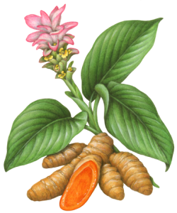 turmeric